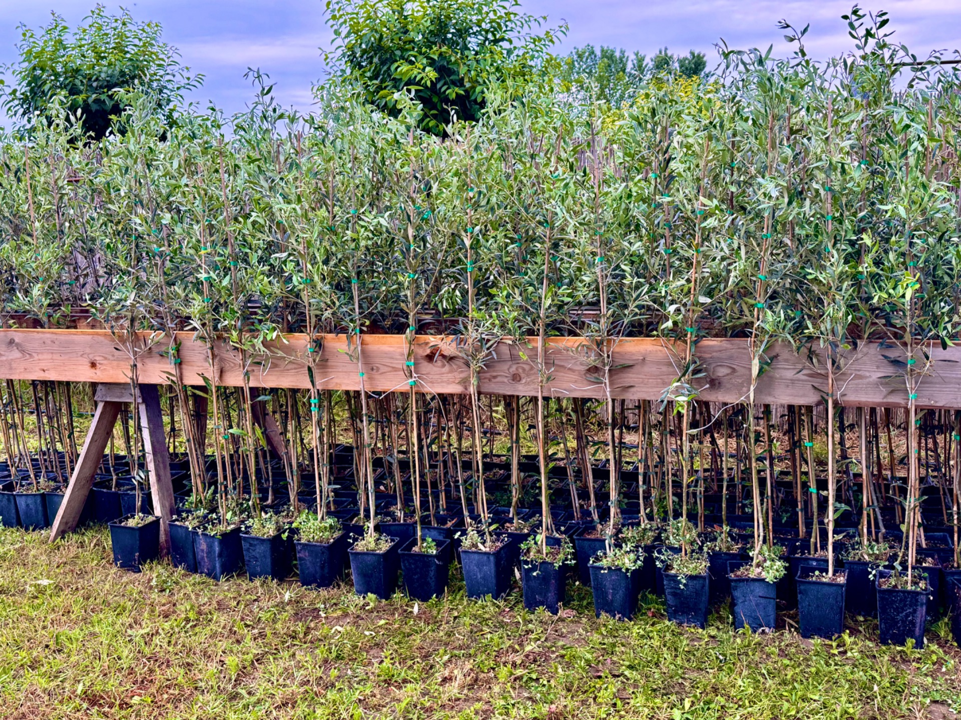 Fiatal olajfák új otthonra várva